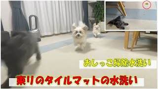 犬の床滑り防止のためにリビングに敷き詰めた東リのタイルマット。愛犬のくまが、おしっこしちゃったのでお風呂で水洗いしてみました