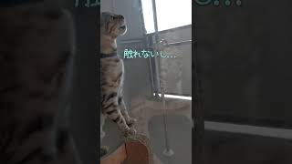 窓にくっついた虫に怒る猫がかわいい #shorts