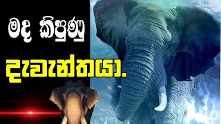 අලි ඇතුන්ට මද කිපෙන්නේ මෙහෙමයි/මද කිපෙන අලි ඇතුන්.