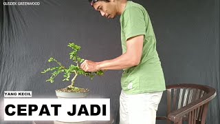 BISA CEPAT JADI || BAHAN BONSAI YANG KECIL || BAHAN SERUT