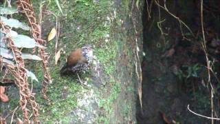 João-porca | Sharp-tailed Streamcreeper | Lochmias nematura