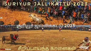 Suriyur Jallikattu 2023 I Biggest in Trichy 700 Bulls I சூரியூர் ஜல்லிக்கட்டு 2023 I tamil vlogs 4K