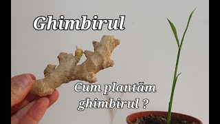 Ginger . How to plant ginger ?