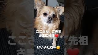 ここさん、ご先祖さまに挨拶❤️いい子だねー😊 #dog #cute