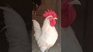 Adorable Rooster Crowing Loudly | Amazing Rooster Crowing Sounds 🐓 #shorts