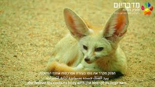 הכר את החיה: פנק