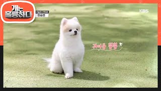 귀여움 뿜뿜, 오늘의 견학생 한승연★ [개는 훌륭하다/Dogs Are Incredible] 20200525