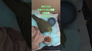 アオバトさんと一晩過ごしました　#shorts #birds #鳥 #アオバト #かわいい