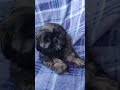 kranberry • sweet soul shih tzus shihtzu shihtzupuppy shihtzucuteness dogbreeds dogbreeder dog