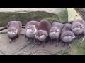 Otters at Paradise Wildlife Park near Broxbourne in Hertfordshire