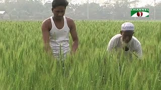 নেত্রকোনা ও ফরিদপুরে উচ্চ ফলনশীল গমের ভালো ফলন