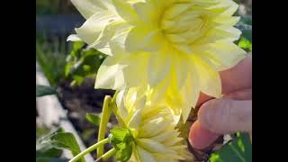 Beautiful Dahlia Flowers in Gardens