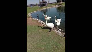 large waterbird in the family Pelecanidae, #beautiful