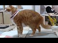 2023ｰ01−17 保護猫たちの「ほっこり猫ライブ」ハッチ＆マック＋黒猫めめ cat live stream in japan cat life tv