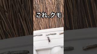 メスはもっともっと蟻似🕷️🐜 #アリグモ #クモ #擬態 #shorts