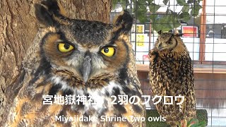 宮地嶽神社　2羽のフクロウMiyajidake Shrine Two owls