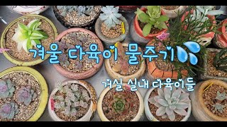 겨울철 다육이 물주기~ 실내에서 키우는 다육이들 이렇게 물줘요^^🌿Korean Succulent plant/ 多肉植物 / たにくしょくぶ/ window plant🌿