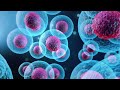 how do umbilical cord stem cells work in the body 844 get stem