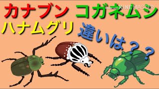 【ゆっくり解説】カナブン コガネムシ ハナムグリの違いとは！？