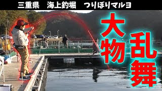 【海上釣堀】放流前からブリが乱舞！【つりぼりマルヨ】