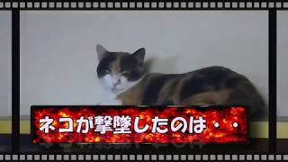 棚の上のネコ　Calico Cat