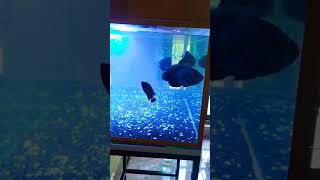 ඔස්කා මසුන්  / Fish tank  /  Osca \u0026 Hornet