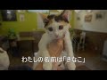 野沢温泉村　信州（長野県）観光　野沢菜・温泉・スキーの村　そして猫ちゃんも【信州人が地元再発見の旅】第22回