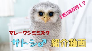 高価なフクロウ🦉【マレーワシミミズク】定価は１匹150万円⁉️