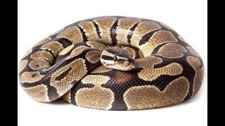 Python Tutorial 2 - Importing Random, For and While Loops