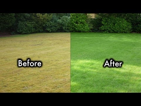 8 Secrets To Keep Your Lawn Always Green And Healthy 8 Secrets To Keep Your Lawn Always Green And Healthy