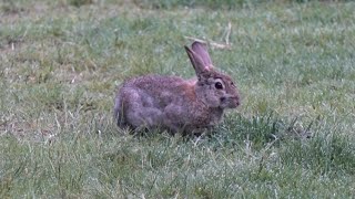 Jäger jagt Kaninchen in Berliner Park! Hunter hunts rabbits in Berlin Park!