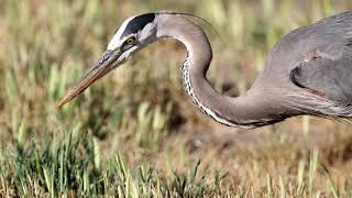 Great Blue Heron catches gopher in 4K