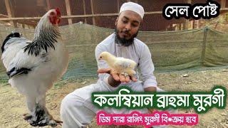 কলম্বিয়ান লাইট ব্রাহমা মুরগির বাচ্চা এভেলেবেল আছে | আমাদের কাছে বিদেশি মুরগী এভেলেবেল | 01627996451