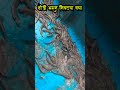 होडीभर निवट्या बघा shorts viral shortvideo mudskipper reels mud fishingvideo nivtya fish