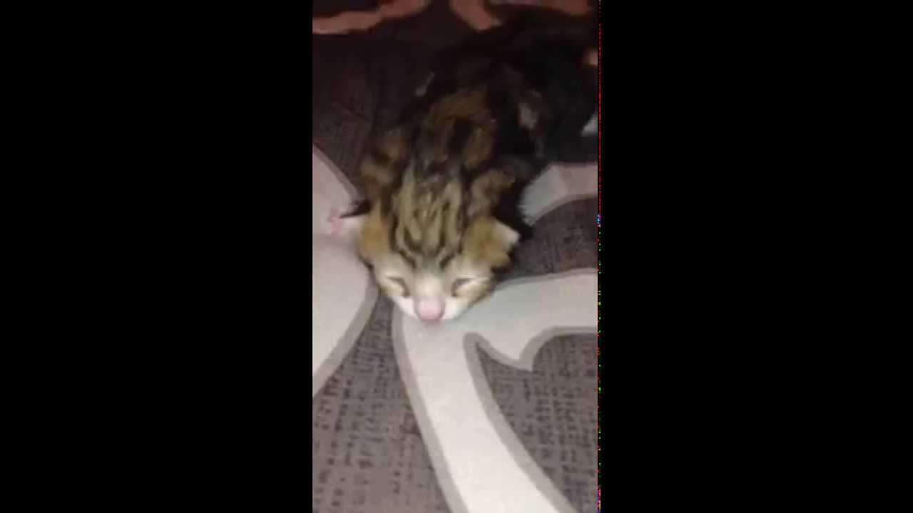 Cutest Baby Kitten Cry Youtube