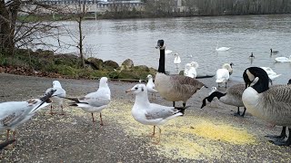 Feeding Serene Ducks, Geese and Seagulls - Birdwatching natural sounds 4K