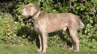 Dog Breed Video: Slovakian Rough Haired Pointer