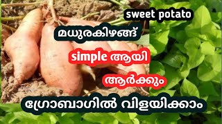 sweet potato മധുരകിഴങ്ങ് കൃഷി ഇനി ഗ്രോബാഗിലും എളുപ്പത്തിൽ ചെയ്യാം |malayalam |