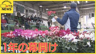 「きれいな花で少しでも明るい気持ちに」札幌花き地方卸売市場で鉢物の初競り