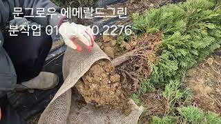 (2025년) 문그로우.에메랄드그린 분작업 분양 (영천경마장조경수농원  010.3810.2276)