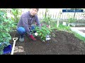 【秋】バラを地植えする方法【蕾・花ついててもok 】