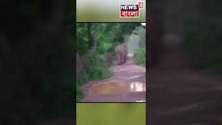 Jhargram এ Subarnarekha River পেরিয়ে গ্রামে তাণ্ডব চালাল ২৭টি Elephant ! #shorts