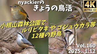 #野鳥　nyackierの今日の鳥活 Vol.160　2025年1月12日　小根山森林公園 でのんびり野鳥観察　ルリビタキ や ゴジュウカラ 等12種の野鳥