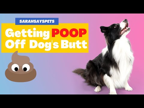 Getting Poop Off Your Dog or Puppy's Butt Getting Poop Off Your Dog or Puppy's Butt