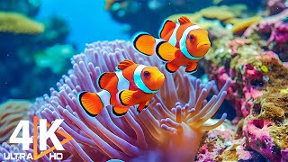 Aquarium 4K VIDEO (ULTRA HD) 🐠 Beautiful Coral Reef Fish - Relaxing Sleep Meditation Music #96