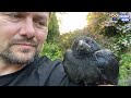 super smart crow loves his human dad ❤️ dodo kids