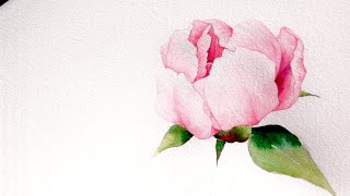 [베리현 수채화]작약 그리기| Watercolor painting | Watercolor flower | Watercolor tutorial | peony | 초보