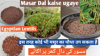 Dal Growing video | How To Make Dal at Home | How To Grow Dal plant at home