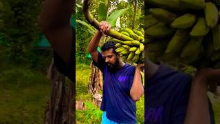 Best banana for Diabetic patients #banana #harvest #farming #trending #vazha #bananafarm #kerala