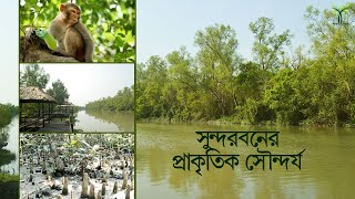 Mangrove Haven Resort।কম খরচে সুন্দরবন ভ্রমণ।সুন্দরবন নৌকা ভ্রমণ। Low Cost Of Sundarban Tour।